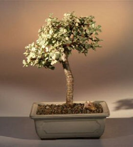 <b><font color = "red">FREE SHIPPING ON THIS TREE</font></b><br> Baby Jade  Medium Bonsai Tree - Variegated<br><i>(portulacaria afra variegata)</i>NOT AVAILABLE IN CANADA