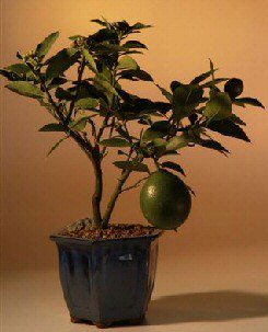 Flowering Lemon Bonsai Tree <br><i>(meyer lemon)</i>NOT AVAILABLE IN CANADA