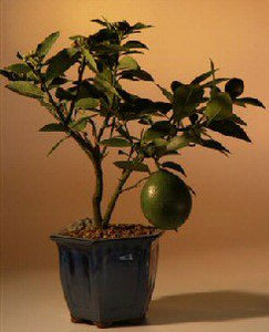 Flowering Lemon Bonsai Tree <br><i>(meyer lemon)</i>NOT AVAILABLE IN CANADA