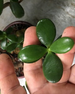 Mini Jade Bonsai Variegated Cascade Large- Out of Stock
