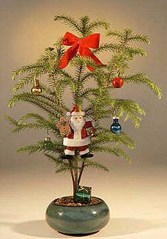 Norfolk Island Pine - With Decorations <br><i>(araucaria heterophila)</i><br>NOT AVAILABLE IN CANADA
