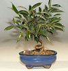 Oriental Ficus Bonsai Tree - Small<br>Coiled Trunk<br><i>(ficus benjamina 'orientalis')</i>NOT AVAILABLE IN CANADA