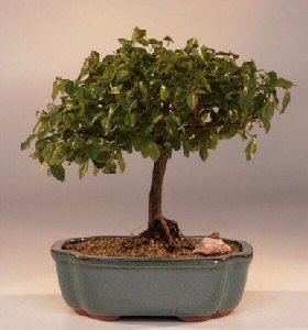 Sweet Plum Bonsai Tree<br><i>(sageretia theezans)</i>NOT AVAILABLE IN CANADA
