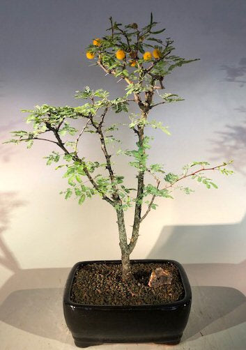 Flowering Dwarf Sweet Acacia Bonsai Tree <br><i>(acacia farnesiana)</i>NOT AVAILABLE IN CANADA