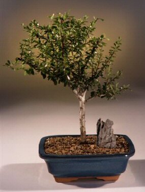 Flowering Jamaican Raintree Bonsai Tree(brya ebenus) OUT OF STOCK-NOT AVAILABLE IN CANADA