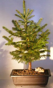 Colorado Blue Spruce Bonsai Tree - Large <br><i>(picea pungens)</i>