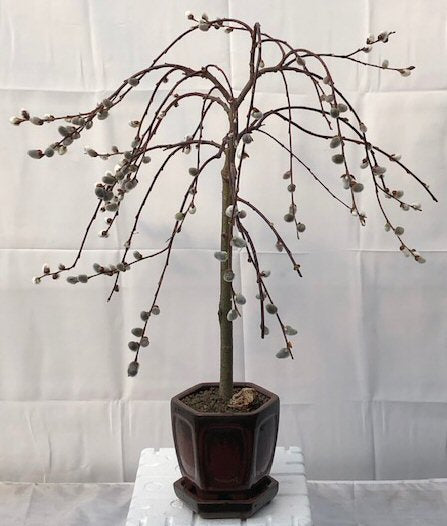 Flowering Weeping Pussy Willow Bonsai Tree <br><i>(salix caprea 'kilmarnock')</i>- Out of stock