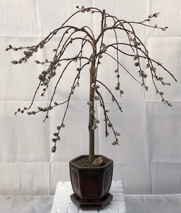 Flowering Weeping Pussy Willow Bonsai Tree <br><i>(salix caprea 'kilmarnock')</i>- Out of stock