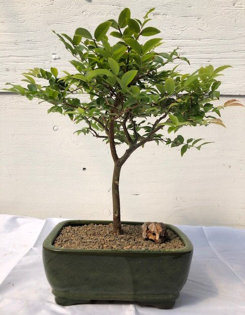 Flowering Jaboticaba Bonsai Tree - Medium <br><i>(eugenia caulifora)</i>NOT AVAILABLE IN CANADA