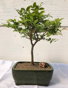 Flowering Jaboticaba Bonsai Tree - Medium <br><i>(eugenia caulifora)</i>NOT AVAILABLE IN CANADA