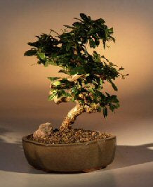 Flowering Fukien Tea Bonsai Tree - Medium <br>Curved Trunk Style <br><i>(ehretia microphylla)</i>NOT AVAILABLE IN CANADA
