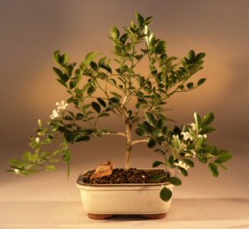 Dwarf Orange Jasmine - Medium<br><i>('murraya paniculata')</i>NOT AVAILABLE IN CANADA