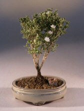 Mount Fuji Serissa  -  Small<br><i>(serissa foetida)</i>NOT AVAILABLE IN CANADA