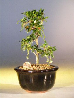 Fukien Tea Bonsai Tree - Small <br>Straight Trunk Style <br><i>(ehretia microphylla)</i>NOT AVAILABLE IN CANADA