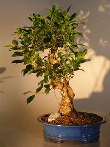 Ficus Retusa Golden Coin Bonsai Tree<br><i></i> Curved Trunk - Extra Large <br><i>(ficus retusa)</i>NOT AVAILABLE IN CANADA