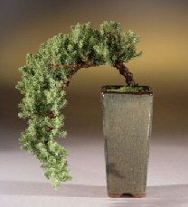 Juniper  - Cascade Style OUT OF STOCK