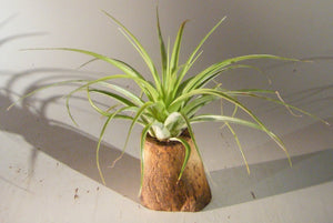 Flowering Bonsai Tree Air Plant (epiphytic) <br><i>tillandsia ionantha</i>NOT AVAILABLE IN CANADA