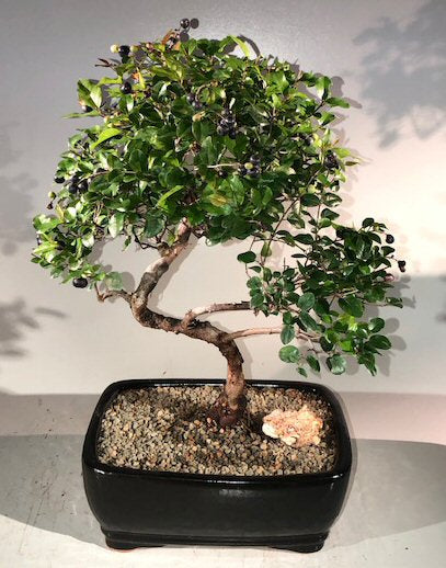 Sweet Plum Curved Trunk Bonsai Tree Large <br><i>(sageretia theezans)</i>NOT AVAILABLE IN CANADA