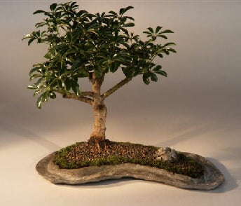 Hawaiian Umbrella Bonsai Tree on a Rock Slab<br><i>(arboricola schefflera 'luseanne')</i>NOT AVAILABLE IN CANADA