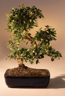 Fukien Tea Flowering Bonsai Tree  - Extra Large<br>Curved Trunk Style<br><i>(ehretia microphylla)</i>NOT AVAILABLE IN CANADA
