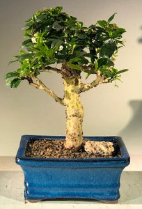Flowering Fukien Tea  Bonsai Tree - Upright Aged<br><i> (ehretia microphylla)</i>NOT AVAILABLE IN CANADA