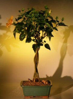 Flowering "Mango Mist" Tropical Hibiscus - Braided Trunk Style<br><i>(rosa sinensis)</i>NOT AVAILABLE IN CANADA