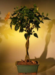 Flowering "Mango Mist" Tropical Hibiscus - Braided Trunk Style<br><i>(rosa sinensis)</i>NOT AVAILABLE IN CANADA