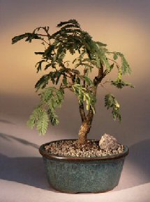 Flowering Mimosa Bonsai Tree<br><i>(leucaena glauca)</i>NOT AVAILABLE IN CANADA