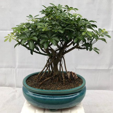 Hawaiian Umbrella Bonsai Tree - Variegated<br>Banyan / Braided Trunk Style With Golf Ball<br>(arboricola schfflera)NOT AVAILABLE IN CANADA
