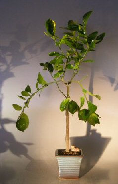 Flowering Persian Lime  Bonsai Tree <br><i>(citrus latifolia)</i>NOT AVAILABLE IN CANADA