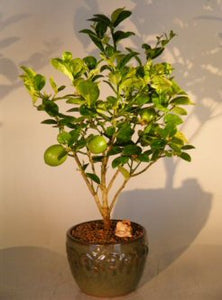 Key Lime Bonsai Tree <br><i>(citrus aurantifolia)</i>NOT AVAILABLE IN CANADA