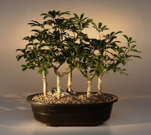 Hawaiian Umbrella Bonsai Tree<br>Five Tree Forest Group<br><i>(arboricola schefflera 'luseanne')</i>NOT AVAILABLE IN CANADA