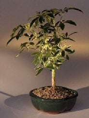 Golden Hawaiian Umbrella Bonsai Tree - Small<br><i>(arboricola schefflera 'luseanne')</i>NOT AVAILABLE IN CANADA