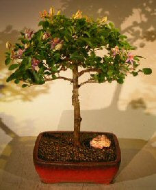 Flowering Lavender Star Flower Bonsai Tree - Large<br><i>(Grewia Occidentalis)</i>NOT AVAILABLE IN CANADA