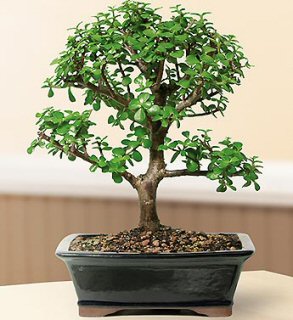 Baby Jade  Bonsai Tree - Large<br><i>(Portulacaria Afra)</i>NOT AVAILABLE IN CANADA
