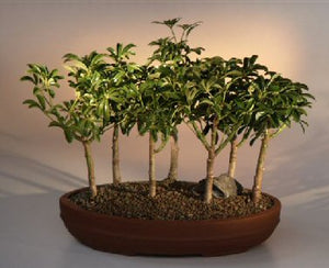 Hawaiian Umbrella Bonsai Tree <br>7 Tree Forest Group<br><i>(arboricola schefflera 'luseanne')</i>NOT AVAILABLE IN CANADA