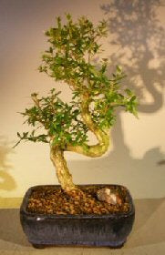 Chinese Flowering White Serissa - Medium<br>Tree of a Thousand Stars<br>"S" Shaped Trunk<br><i>(Serissa Japonica)</i>NOT AVAILABLE IN CANADA