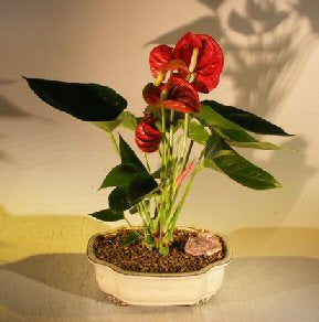 Flowering Red Anthurium ("small talk") Bonsai Tree<br><i>(anthurium andraeanum)</i>NOT AVAILABLE IN CANADA