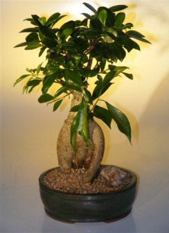 Ginseng Ficus Bonsai Tree - Large <br><i>(Ficus Retusa)</i>NOT AVAILABLE IN CANADA