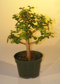 Pre Bonsai Baby Jade Bonsai Tree  - Medium<br><i>(Portulacaria Afra)</i>NOT AVAILABLE IN CANADA