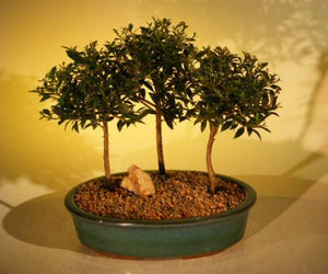Flowering Brush Cherry Bonsai Tree <br>Three (3) Tree Forest Group <br><i>(eugenia myrtifolia)</i>NOT AVAILABLE IN CANADA
