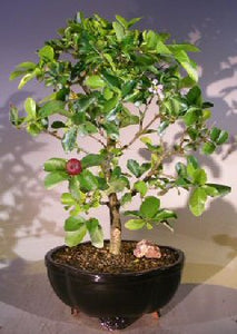 Flowering Dwarf Weeping Barbados Cherry Bonsai Tree - Large<br><i>(malpighia Pendiculata)</i>NOT AVAILABLE IN CANADA
