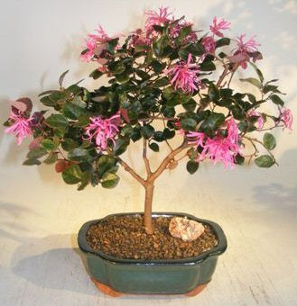 Flowering Chinese Fringe Bonsai Tree <br><i>(loropetalum chinensis)</i>NOT AVAILABLE IN CANADA