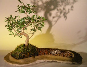 Chinese Elm Bonsai Tree  On Rock Slab<br><i>(ulmus parvifolia)</i>NOT AVAILABLE IN CANADA