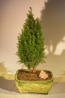 European Cypress Evergreen Bonsai Tree <br><i>(chamaecypari Iawsoniana 'ellwoodii')</i>