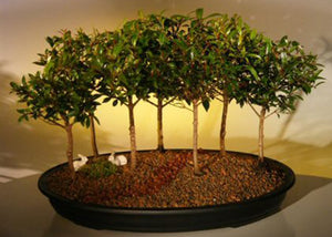 Flowering Brush Cherry Bonsai Tree<br>Seven Tree Forest Group<br><i>(eugenia myrtifolia)</i>NOT AVAILABLE IN CANADA