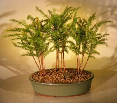 Norfolk Island Pine Bonsai Tree <br>Three (3) Tree Forest Group <br><i>(araucaria heterophila)</i>NOT AVAILABLE IN CANADA