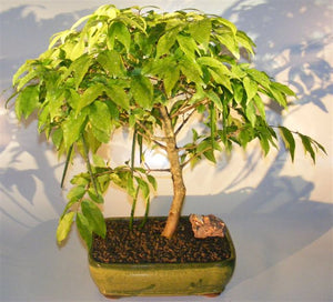 Flowering Water Jasmine Bonsai Tree - Large <br><i>(wrightia religiosa)</i>NOT AVAILABLE IN CANADA