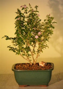 Flowering Pink Serissa - Medium <br><i>(Serissa Foetida)</i>NOT AVAILABLE IN CANADA