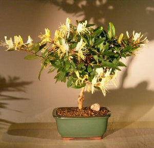 Flowering Japanese Honeysuckle Bonsai Tree - Medium<br><i>(lonicera japonica 'halliana' purpurea)</i>NOT AVAILABLE IN CANADA